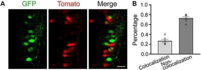 Dual in Utero Electroporation in Mice to Manipulate Two Specific Neuronal Populations in the Developing Cortex